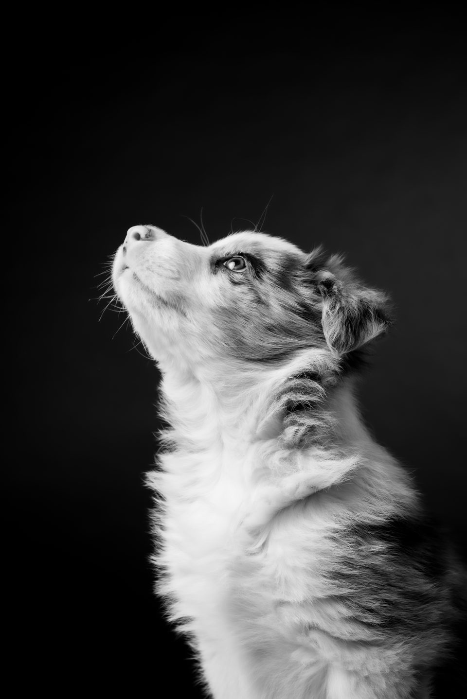 Shooting Animaux
