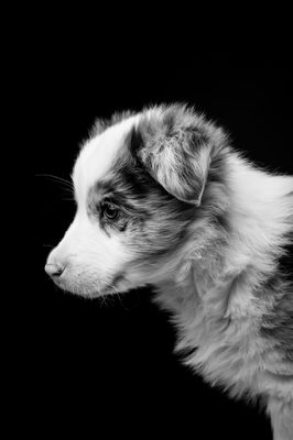 Shooting Animaux