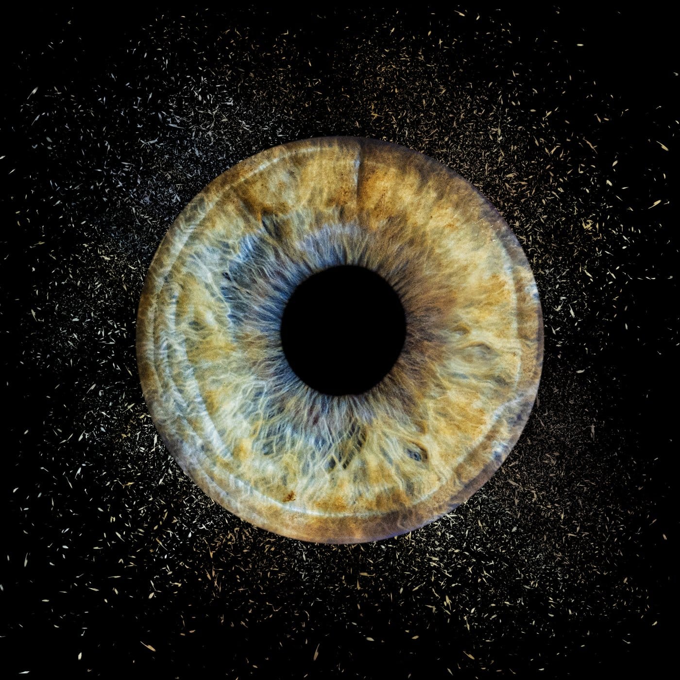 Œuvre photographique d'iris en macro, vue d'ensemble, studio Kodak Express Lille