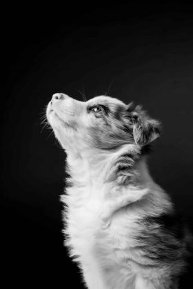 Portrait de profil d'un chiot Border Collie regardant vers le haut, photo artistique en noir et blanc réalisée en studio