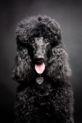 Caniche noir tirant la langue face objectif, photo de chien amusante et expressive en studio professionnel