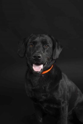 Magnifique Labrador noir avec un collier orange posant sur fond noir, séance photo canine dans notre studio de Wattignies