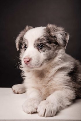 Chiot Border Collie aux yeux bleus posant sagement lors d'une séance photo animalière en studio à Lille